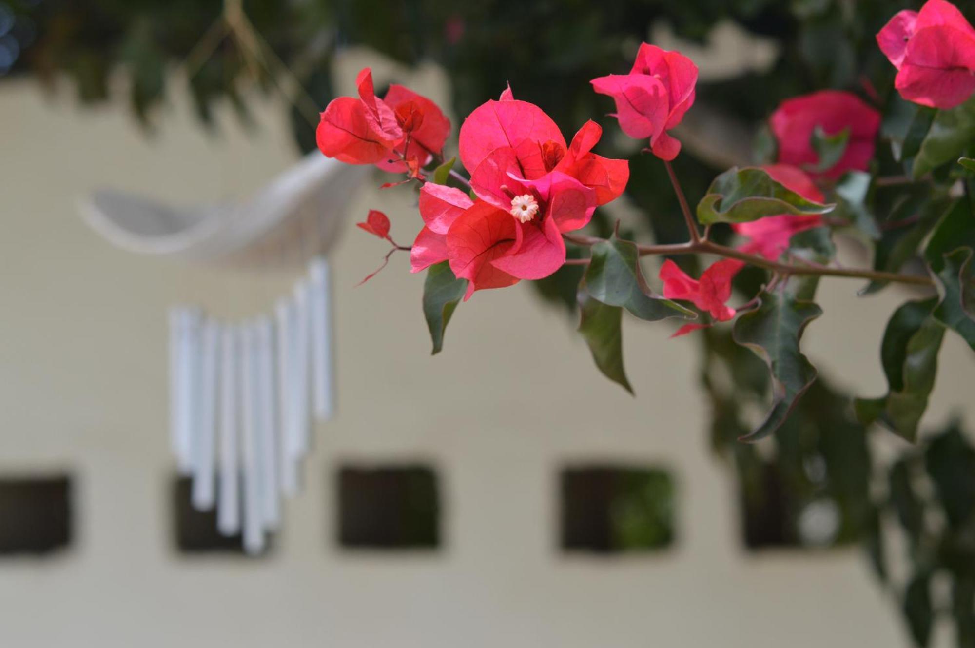 Cottage On Diamond Street Swakopmund Ngoại thất bức ảnh